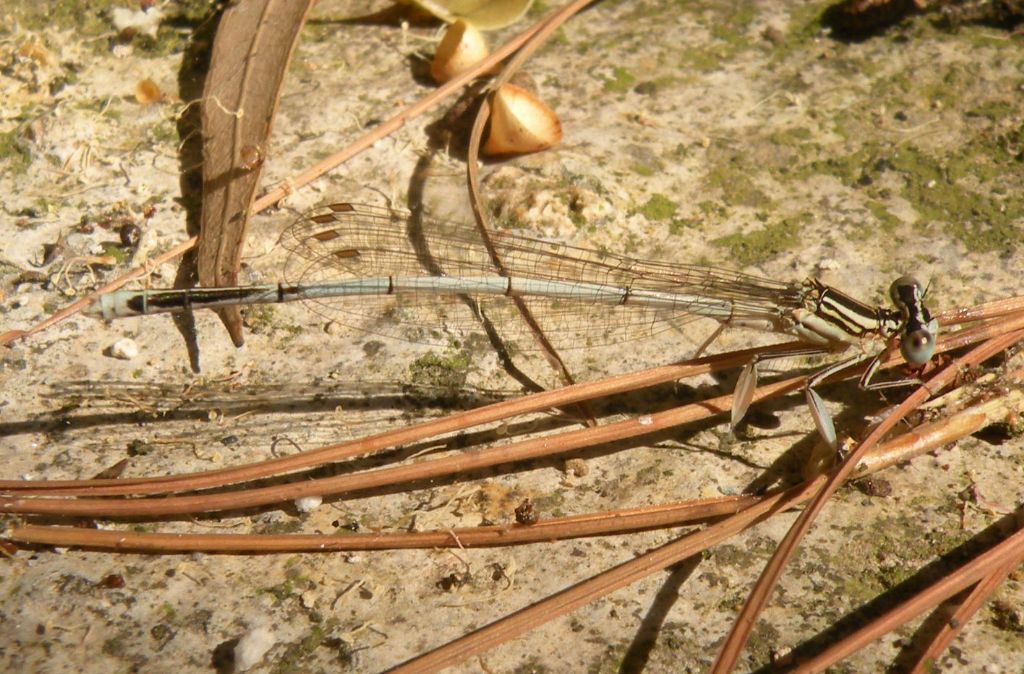 Ateniesi: Platycnemis pennipes nitidula
